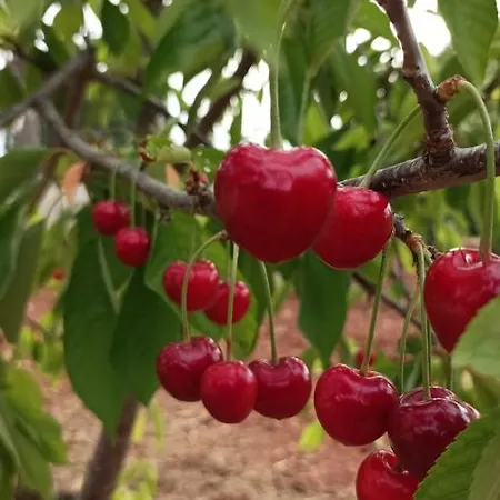 Frühstückspension Casa Nisi Villa Castelli